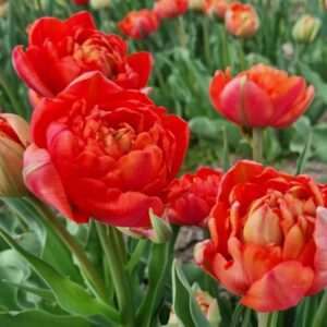 NEW: Tulipa Andante