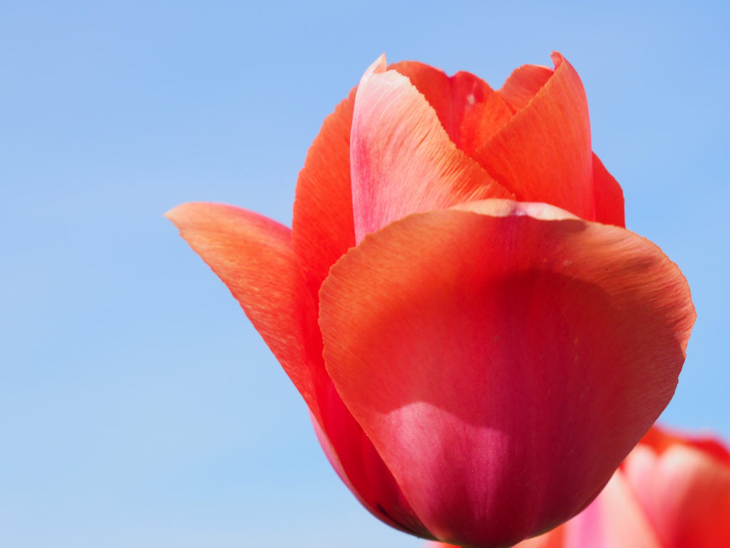 Tulipa 'Apricot Impression'