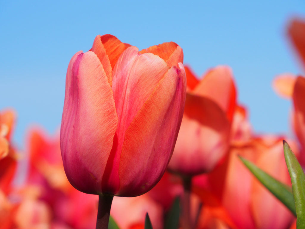 Tulipa 'Apricot Impression'