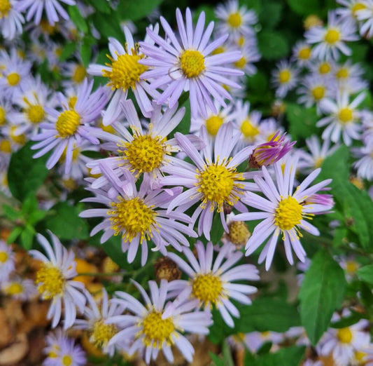 Aster ageratoides Asran