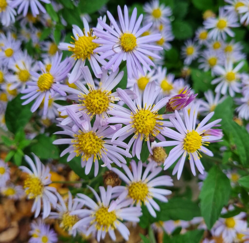 Aster ageratoides Asran NEW