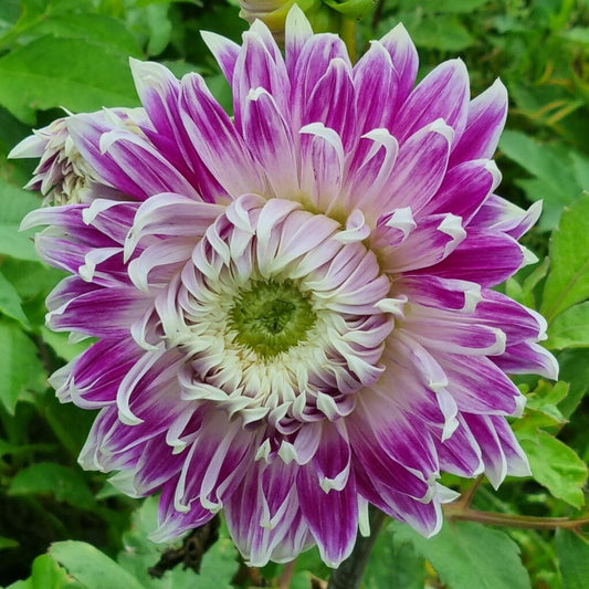 Dahlia Avignon