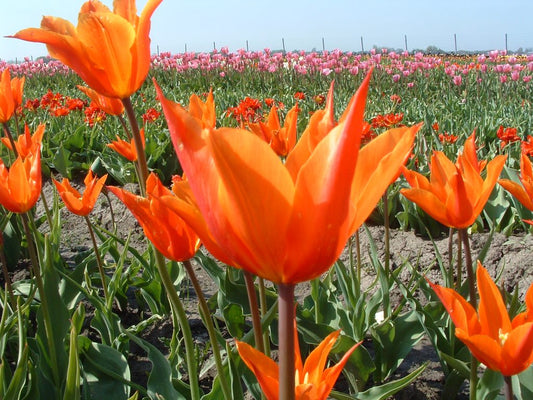 Tulipa Ballerina