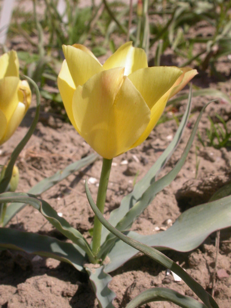 Tulipa batalinii 'Bronze Charm'