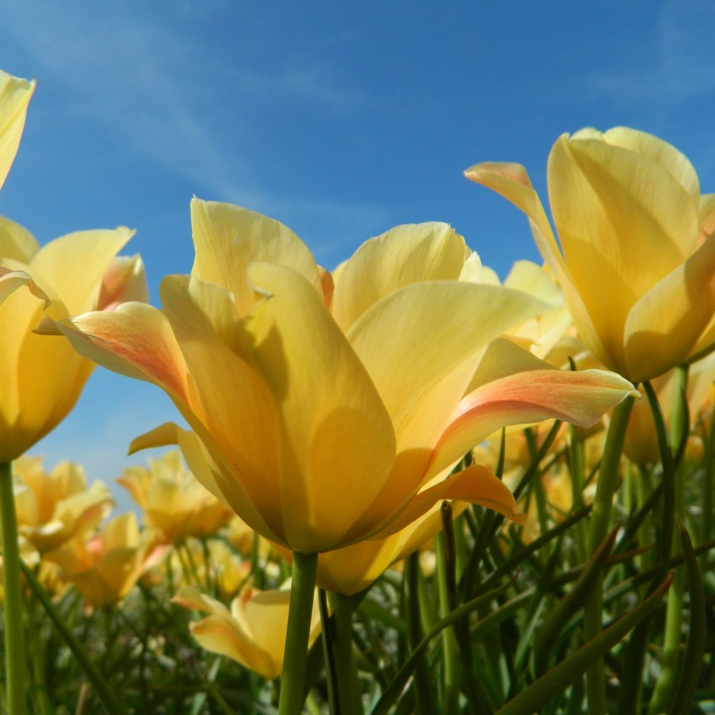 Tulipa batalinii 'Bronze Charm'