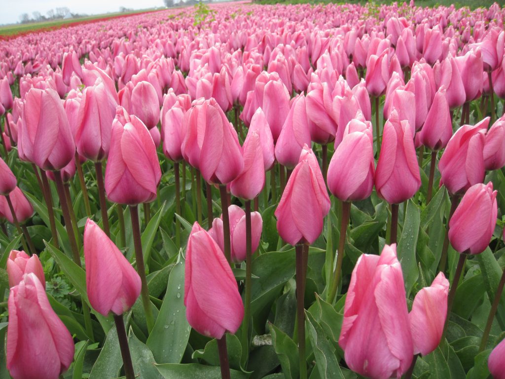 Tulipa Big Love