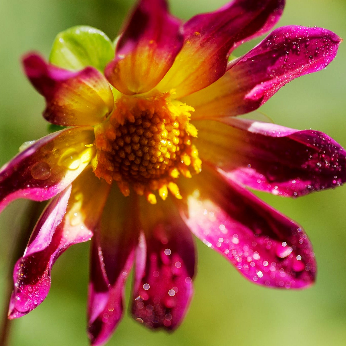 Dahlia Bright Eyes - NEW