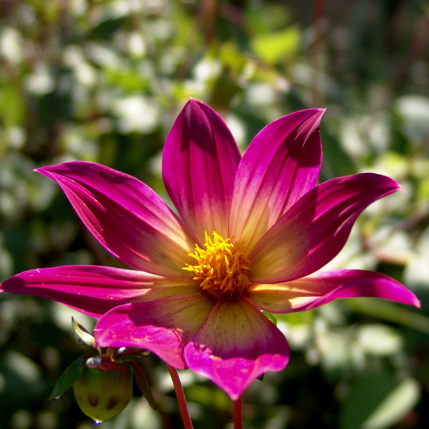 Dahlia Bright Eyes - NEW