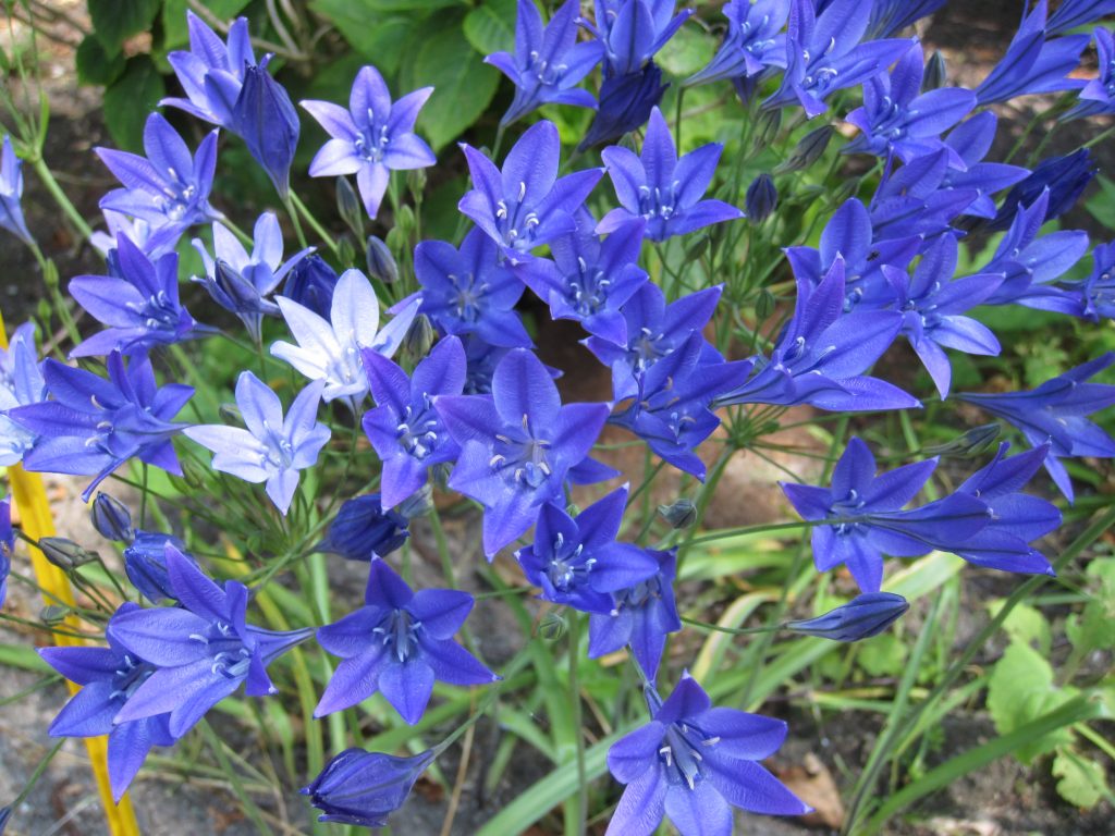 Brodiae 'Corrina' (Triteleia) A)