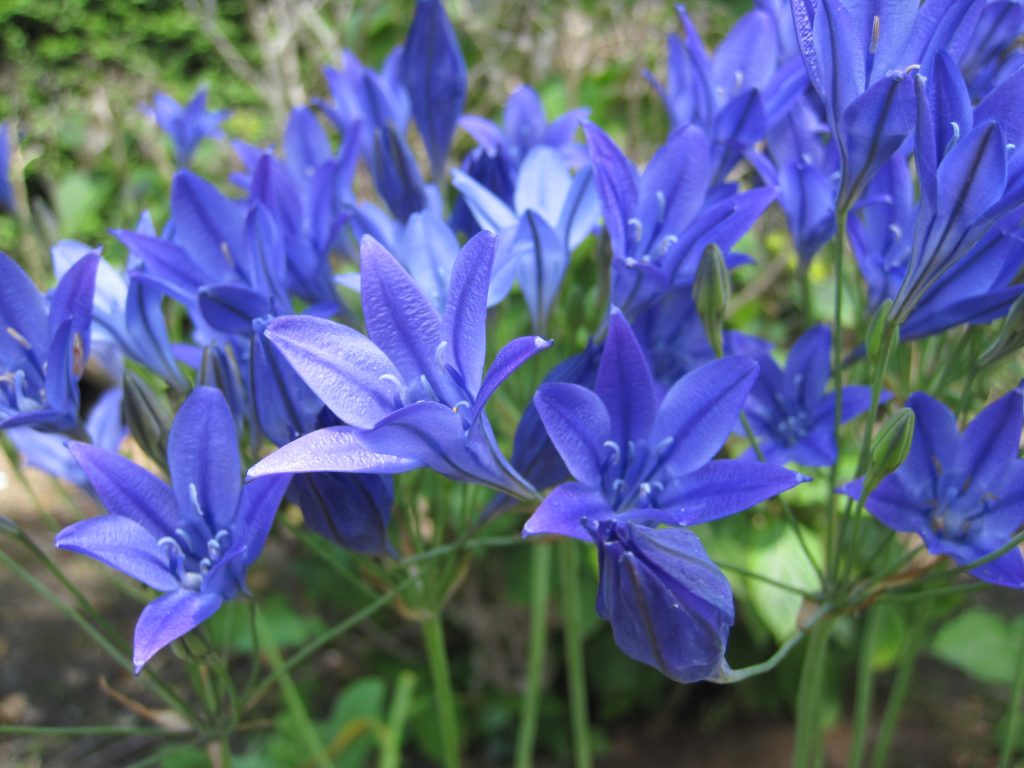 Brodiae 'Corrina' (Triteleia) A)