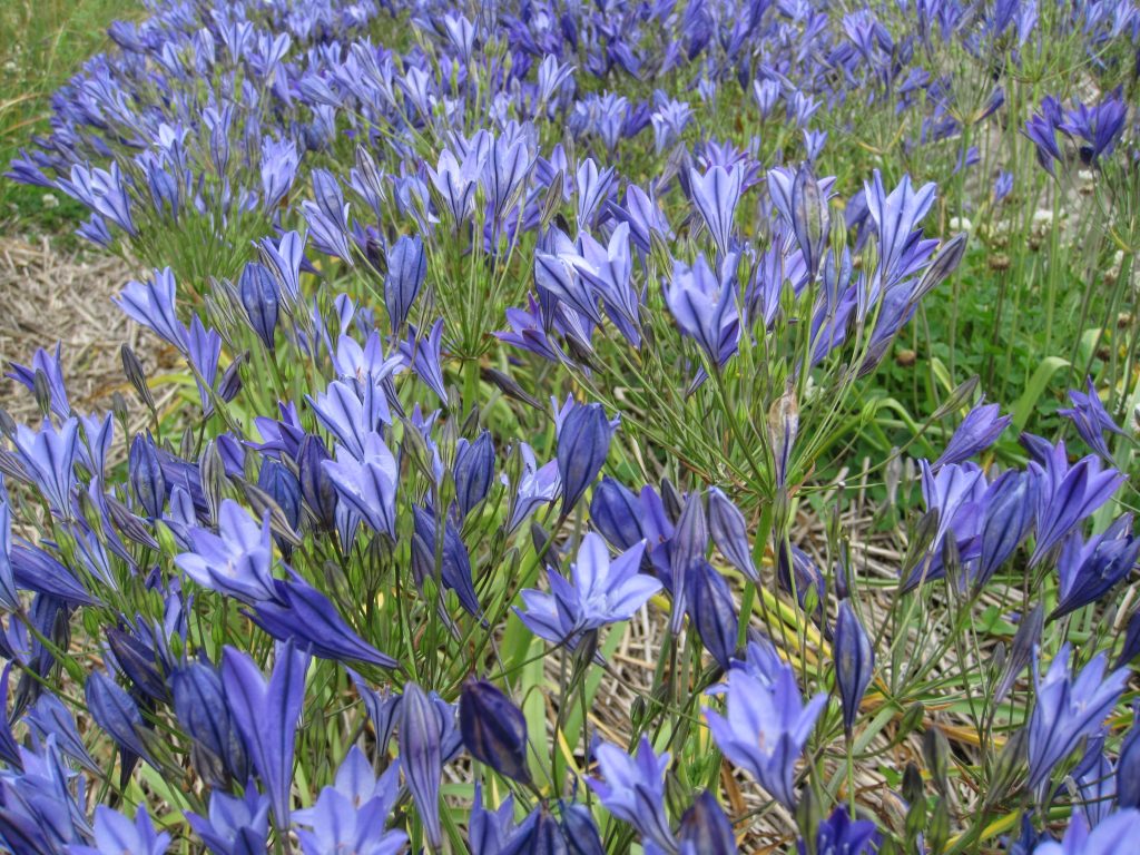 Brodiae 'Corrina' (Triteleia) A)