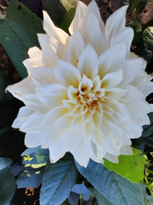 Dahlia Café au Lait