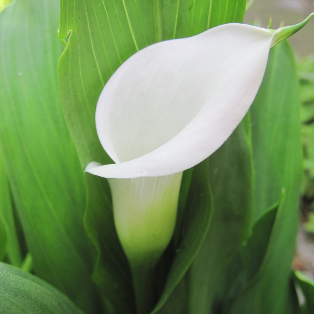 Zantedeschia 'Chrystal clear' (calla), 5 pcs