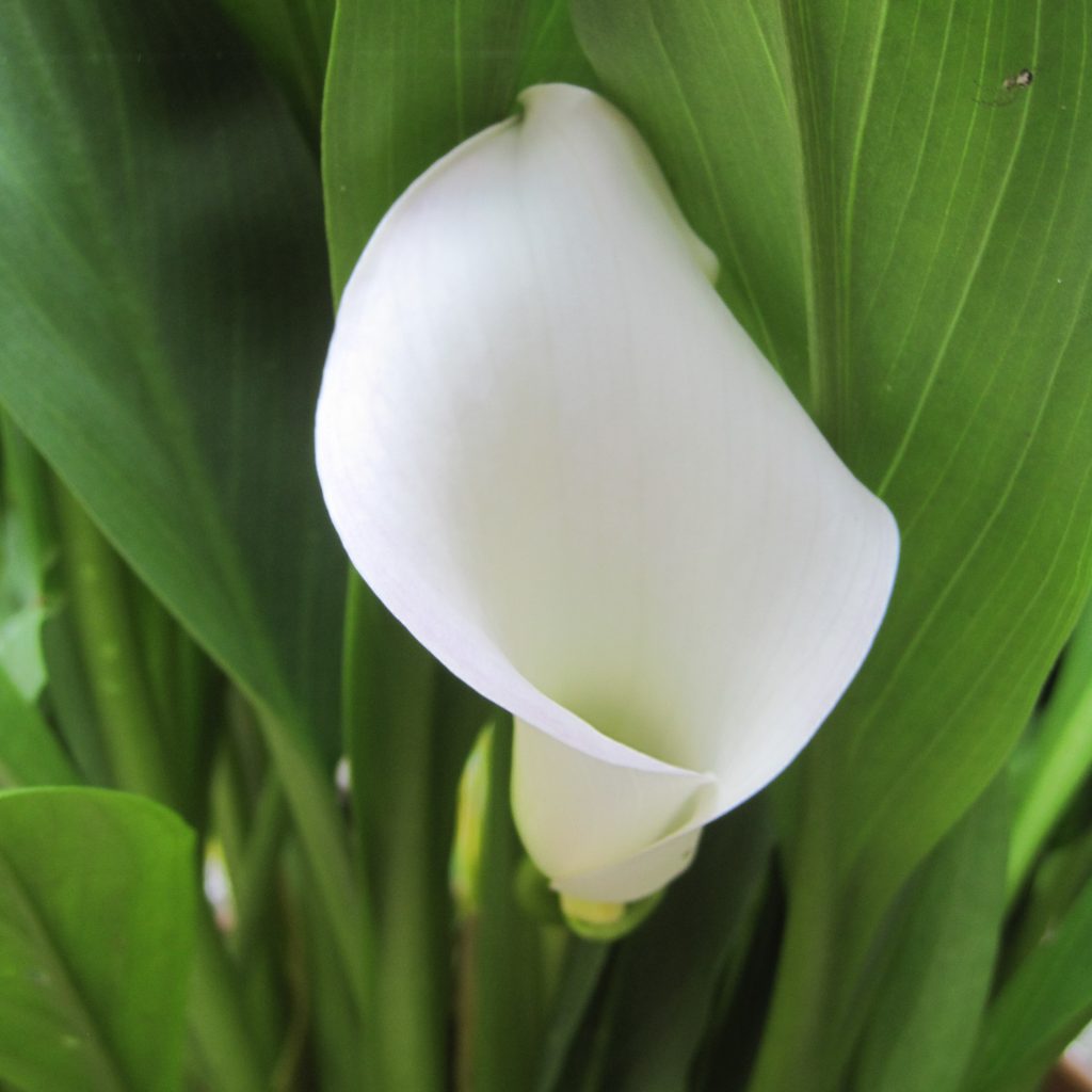 Zantedeschia 'Chrystal clear' (calla), 5 pcs