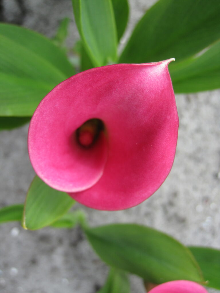 Zantedeschia 'Garnet Glow' (calla), 5 pcs