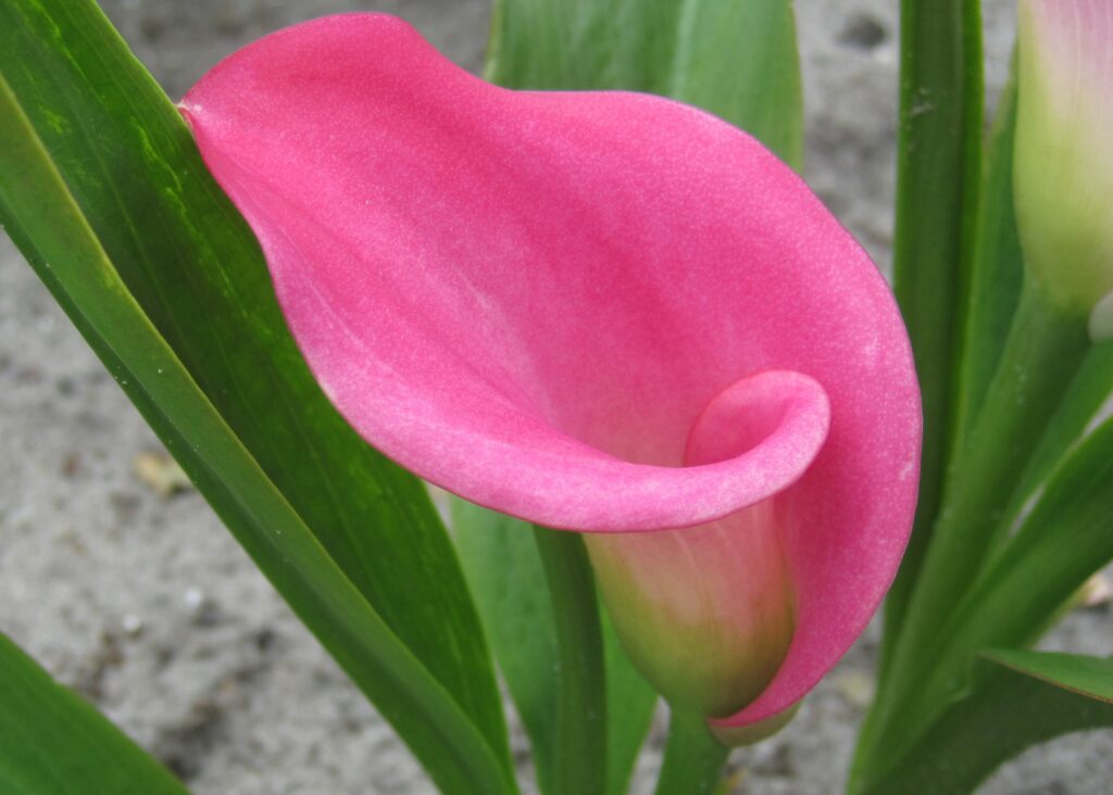 Zantedeschia 'Garnet Glow' (calla), 5 pcs