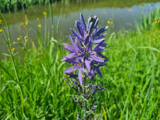 NEW: Camassia Quamash