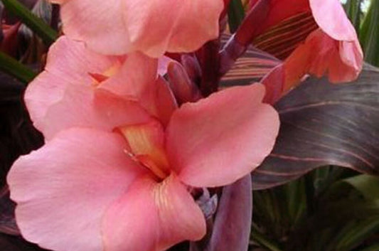 Canna Indica Salmon Pink