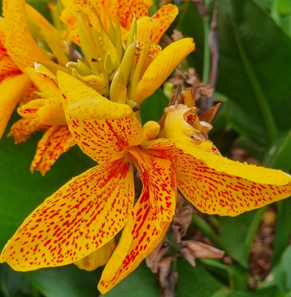 Canna Indica Cleopatra NEW