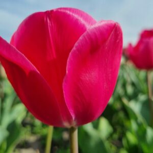 NEW: Tulipa Carola