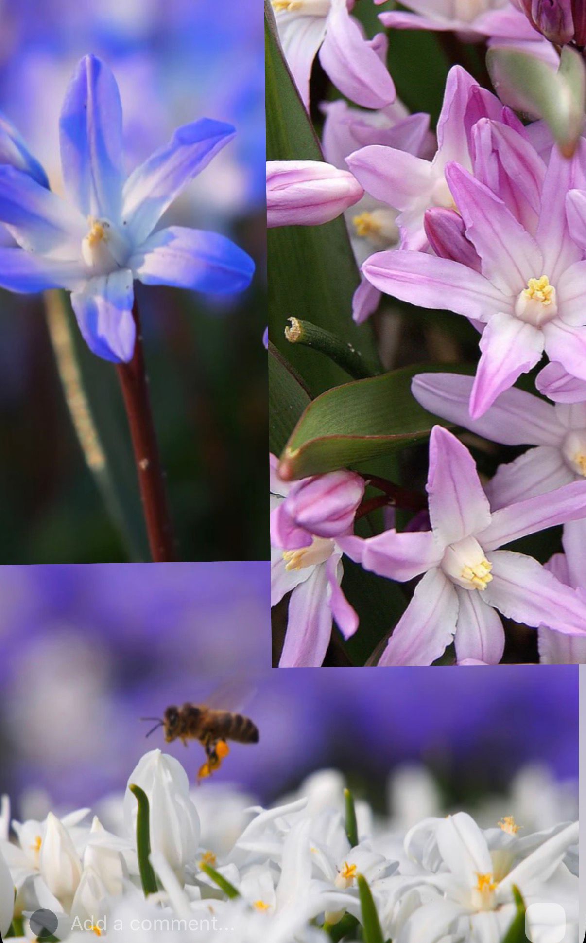 Chionodoxa forbessi mixed colours