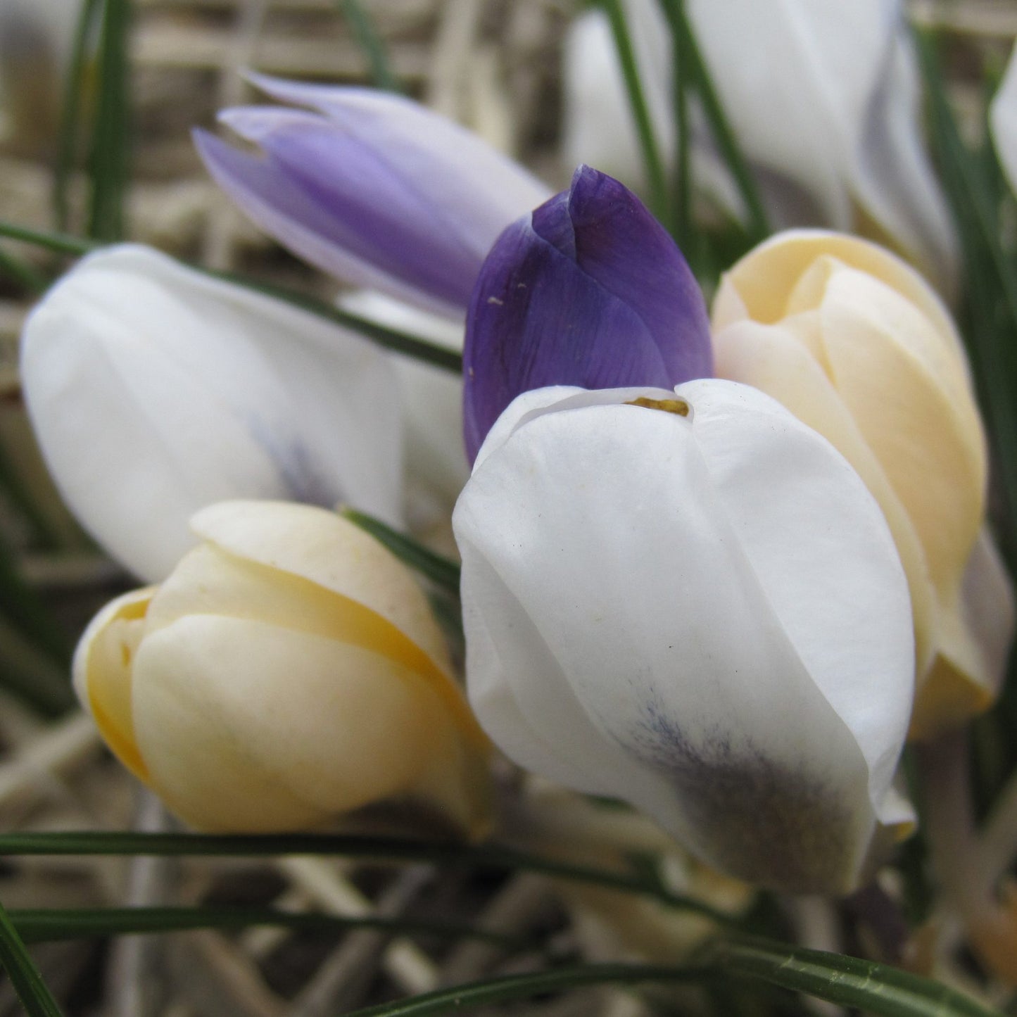 Botanical crocus, colour mixture