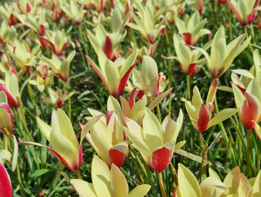 Tulipa clusiana 'Cynthia'