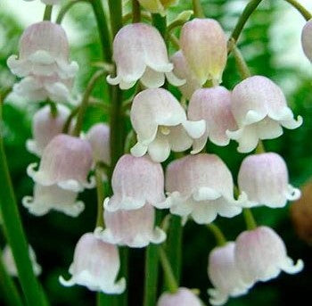 Convallaria majalis var. rosea (rosy lily of the valley)