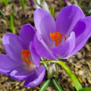 Crocus 'Aqua' NEW
