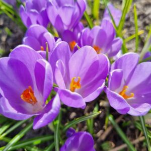 Crocus 'Violet River' NEW