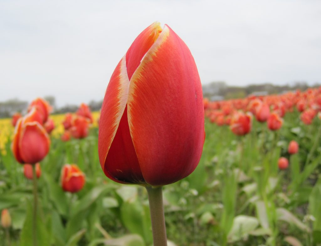 Tulipa Dafeng