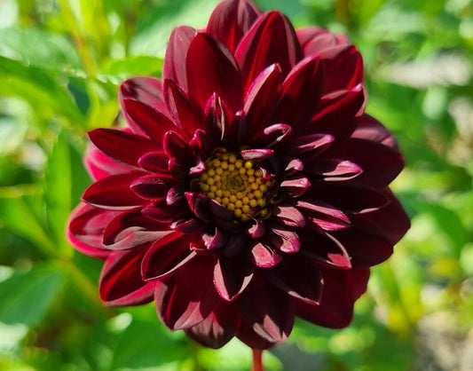 Dahlia Arabian Night