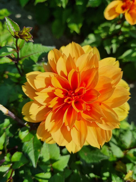 Dahlia David Howard, 5 pcs