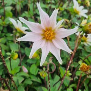 Dahlia Full of Nature - NEW