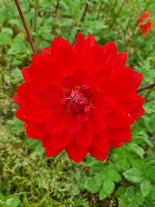 Dahlia Heatwave - NEW