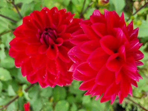 Dahlia Menorca, 5 pcs