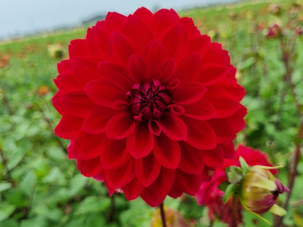 Dahlia Menorca, 5 pcs