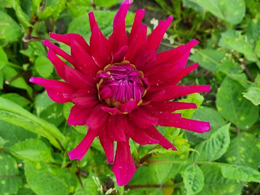 Dahlia Orfeo, 5 pcs