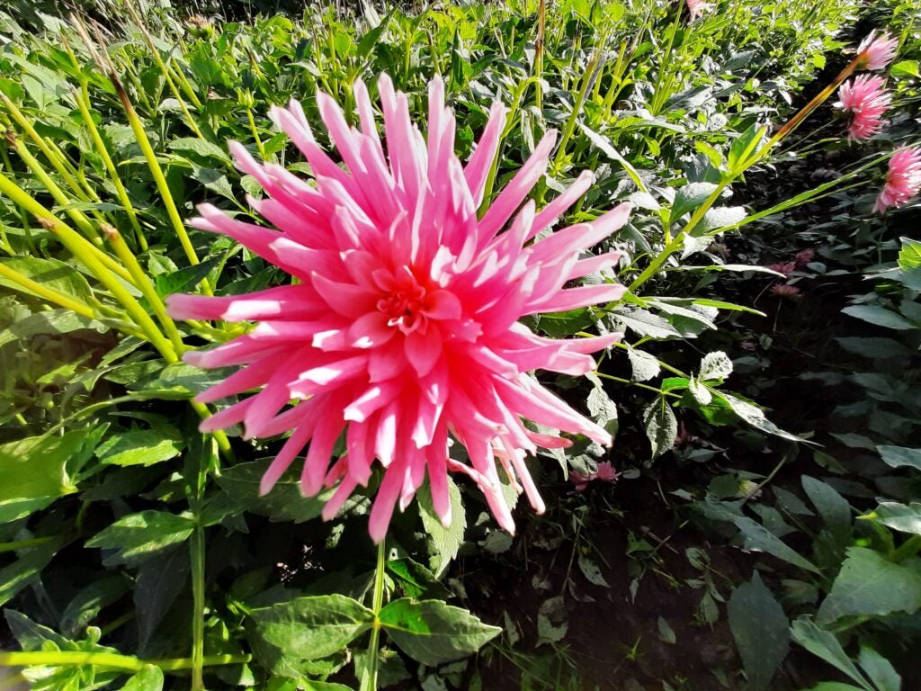 Dahlia Park Princess, 5 pcs