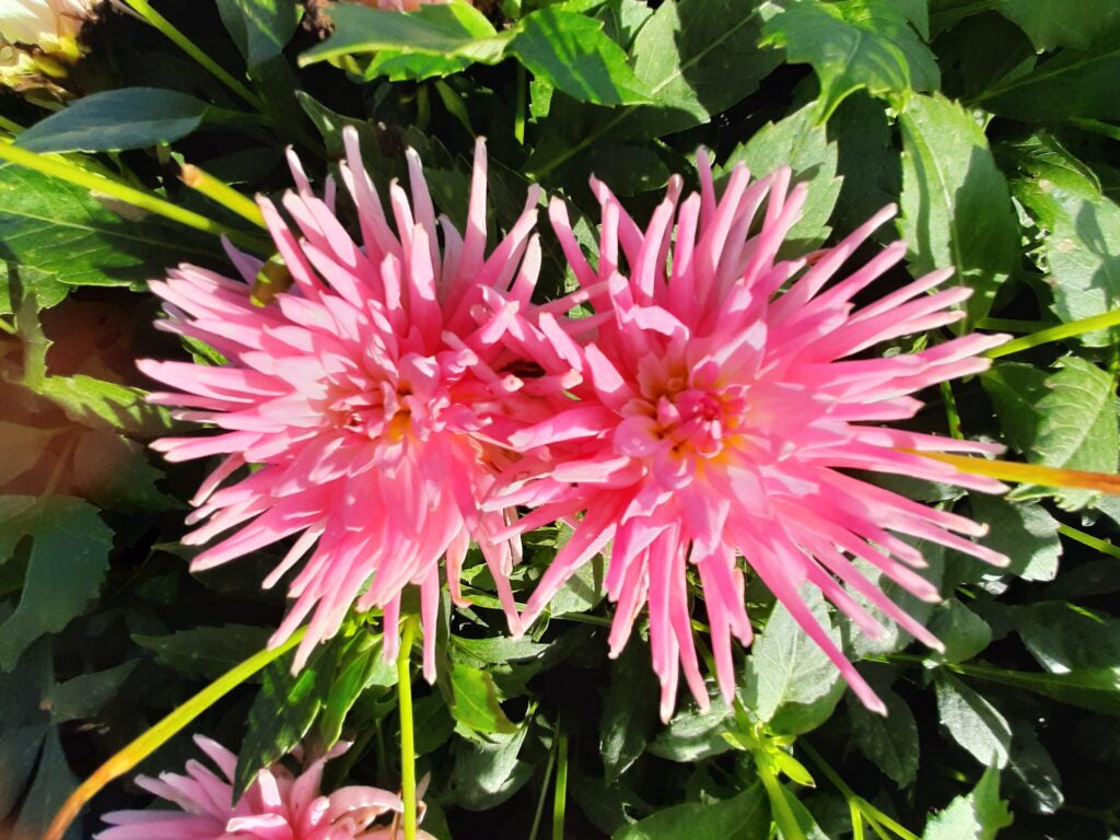 Dahlia Park Princess, 5 pcs