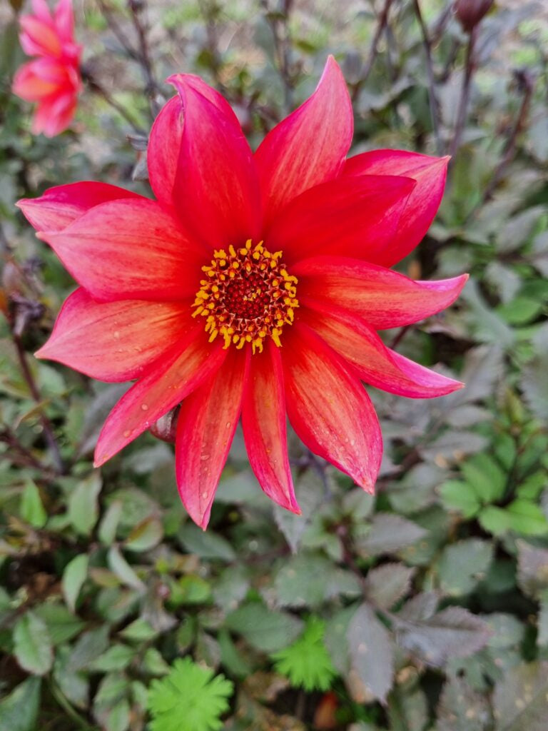 Dahlia Pride One (Waltzing Mathilda), 5 pcs