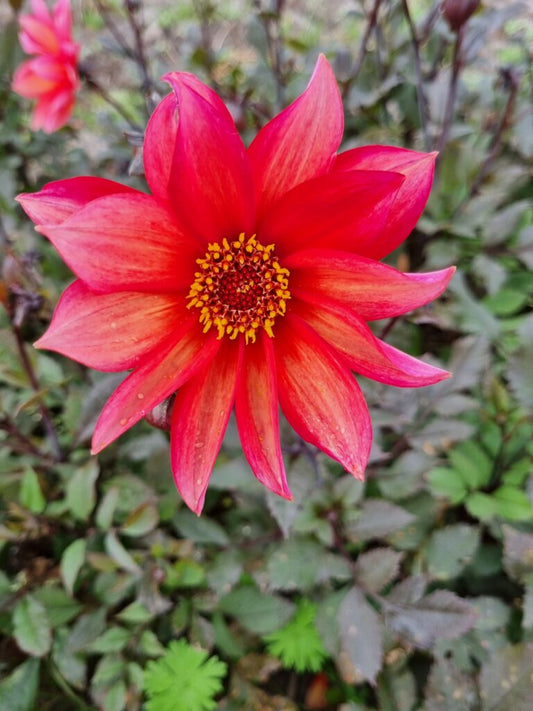 Dahlia Pride One (Waltzing Mathilda), 5 pcs