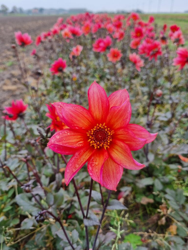 Dahlia Pride One (Waltzing Mathilda), 5 pcs