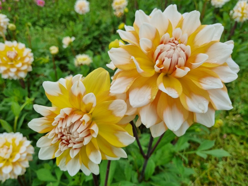 Dahlia Seattle, 5 pcs