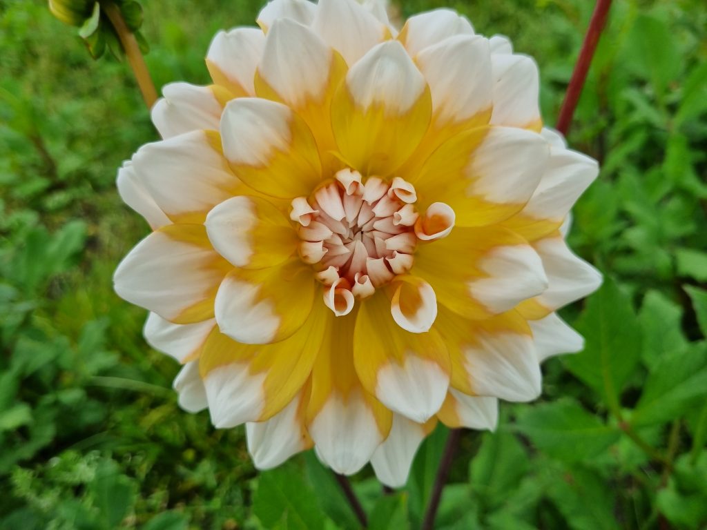 Dahlia Seattle, 5 pcs