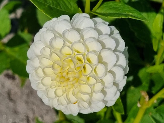 Dahlia Snowflake, 5 pcs