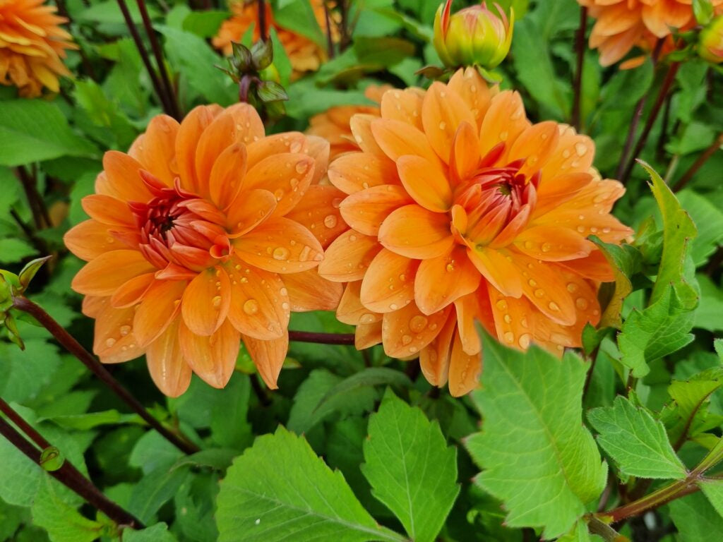 Dahlia Summerflame, 5 pcs