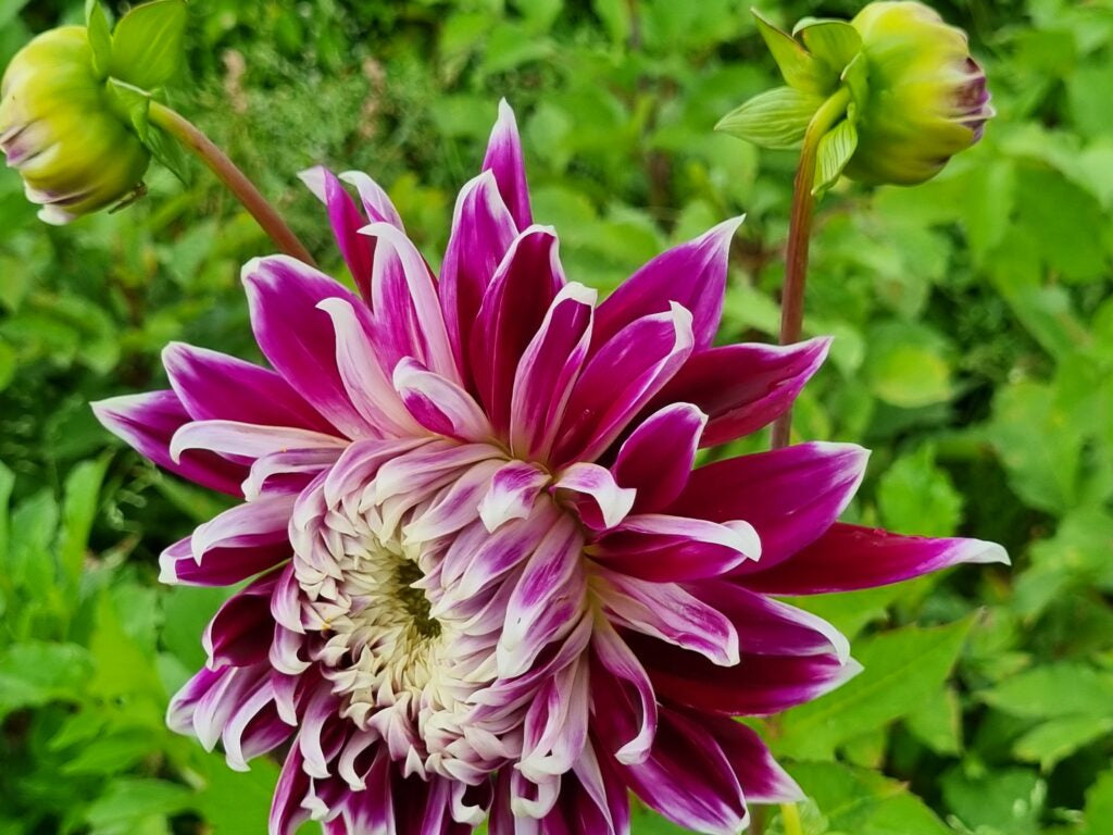 Dahlia Vancouver, 5 pcs