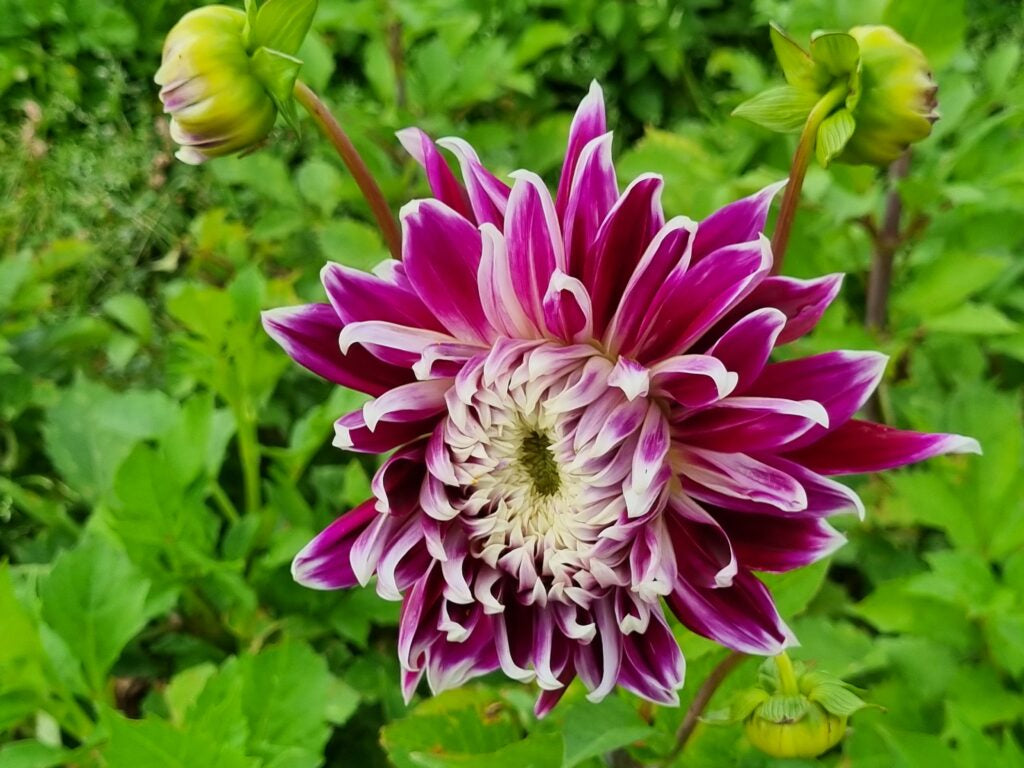 Dahlia Vancouver, 5 pcs