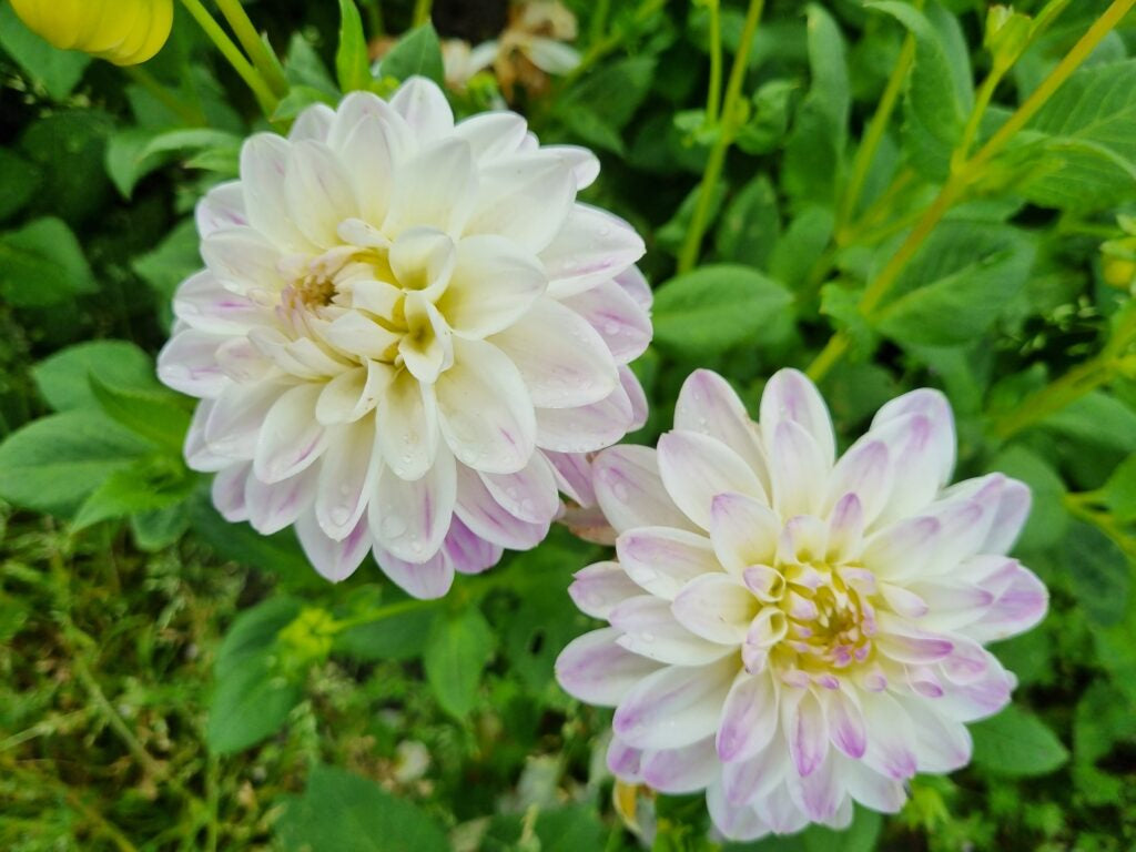 Dahlia Wittem, 5 pcs